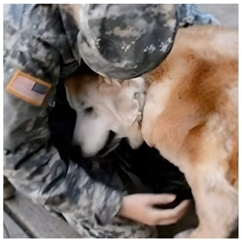 Une vieille chienne commence à fondre en larmes lorsqu'elle voit sa meilleure amie rentrer de l'armée