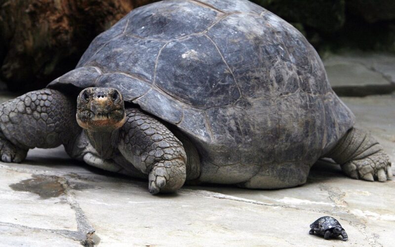 Une tortue en voie de disparition âgée de plus de 80 ans devient maman pour la 1ère fois; Une très bonne nouvelle