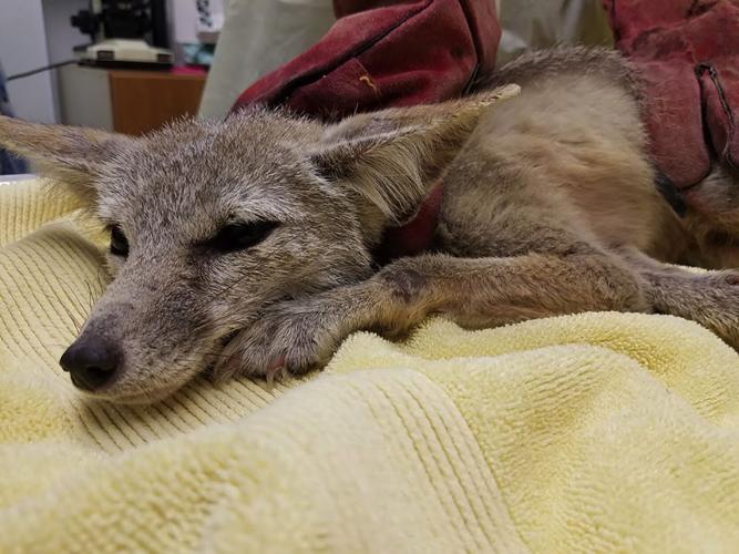 En rentrant chez elle, elle trouve un petit renard dormant paisiblement dans sa chambre, chose incroyable