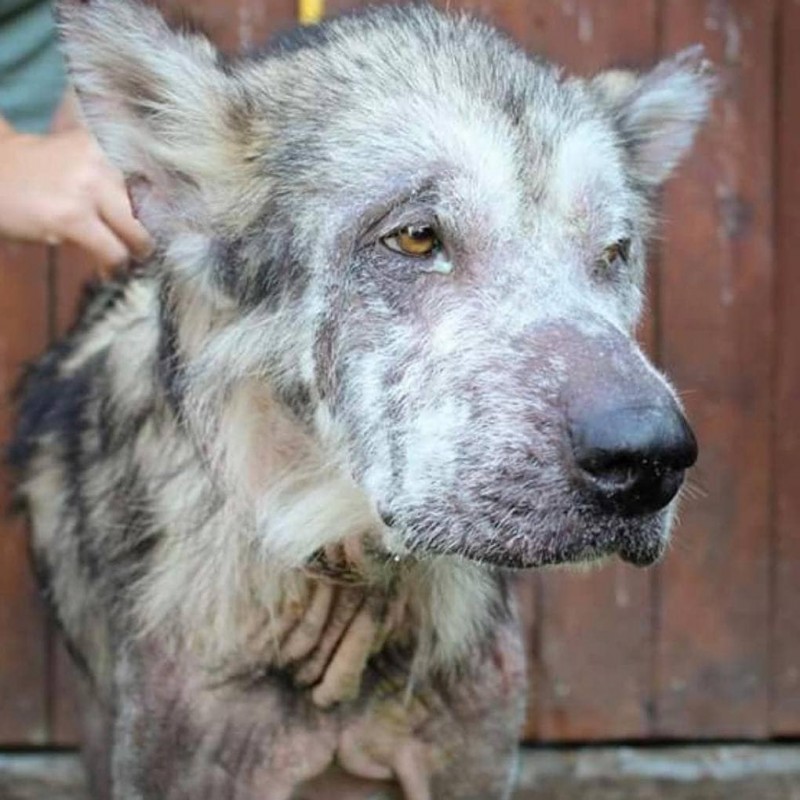 Lorsque le chien a été arraché aux mains des anciens propriétaires, il était impossible de le reconnaître comme un malamute