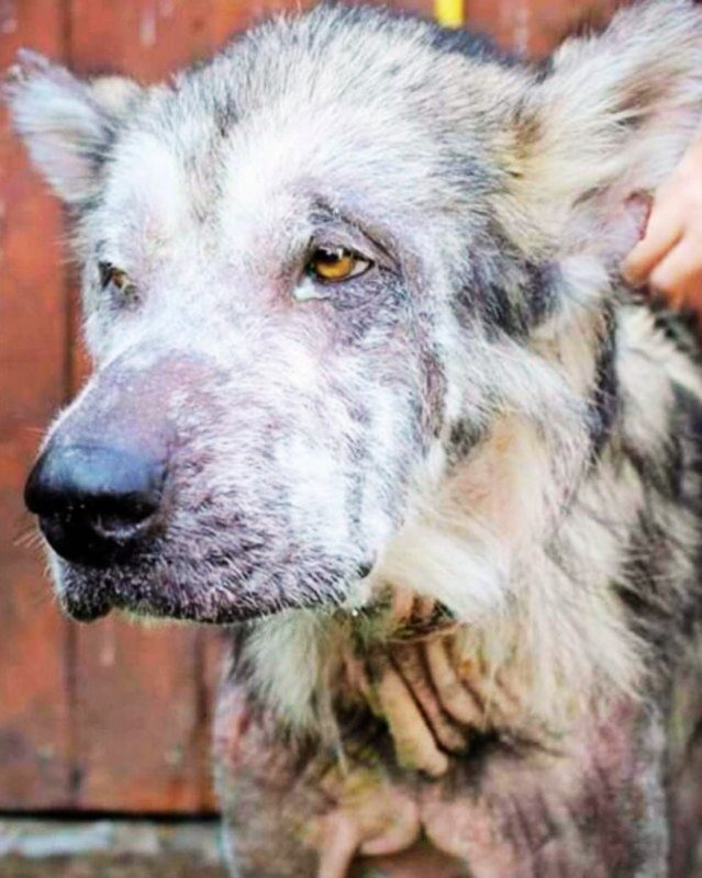 Lorsque le chien a été arraché aux mains des anciens propriétaires, il était impossible de le reconnaître comme un malamute