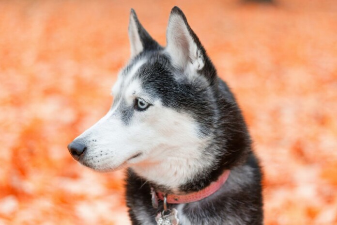 "Elle nous a sauvé la vie" : une femme remercie un chien de sauvetage de l'avoir alertée sur les niveaux dangereux de monoxyde de carbone
