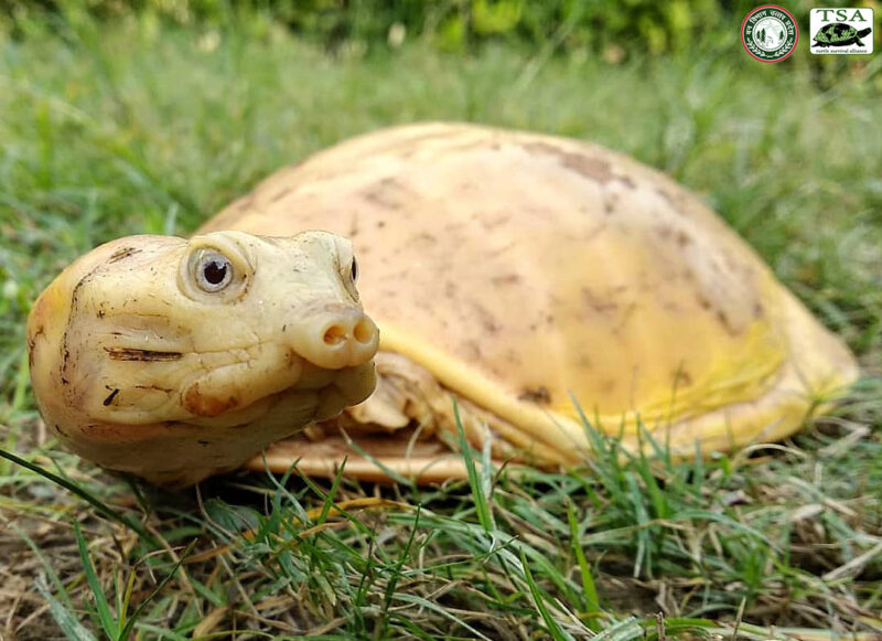 Une espèce rare de tortue à carapace jaune d'or a stupéfié le monde entier