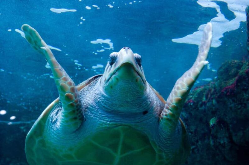 La plus grande des tortues marines sort de l'océan pour "saluer les gens"