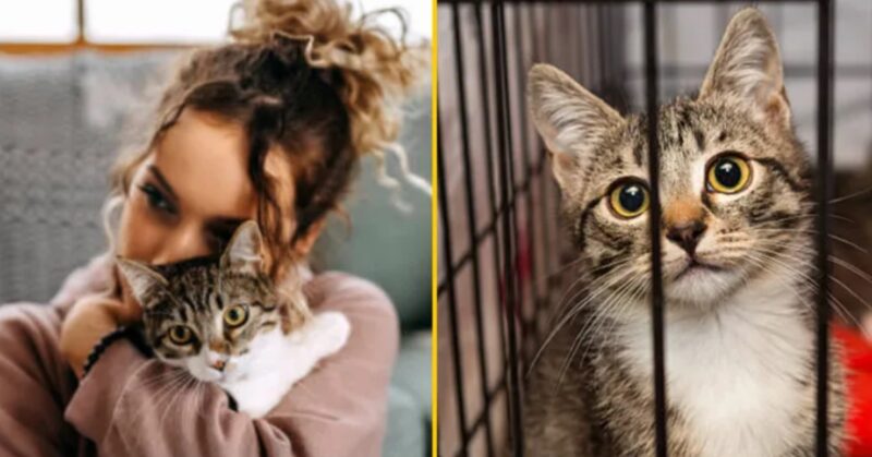 "Mon conjoint a placé mon chat dans un refuge sans mon autorisation et aujourd'hui, je veux demander le divorce" : Peut-on divorcer pour un chat