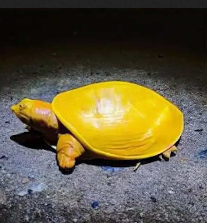 Une espèce rare de tortue à carapace jaune d'or a stupéfié le monde entier