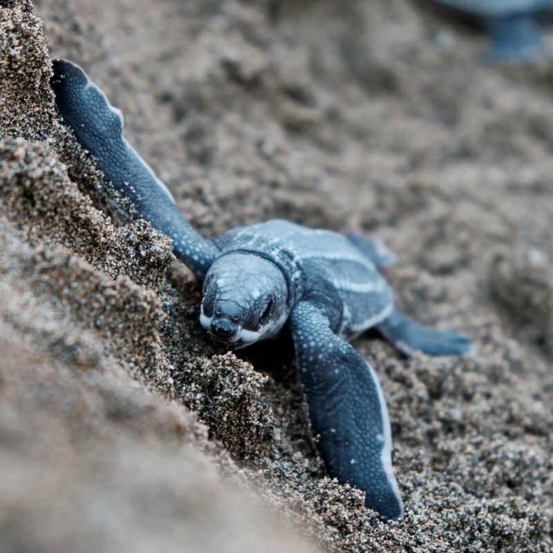 La vidéo capture des bébés tortues de mer qui courent sans peur dans l'océan pour la première fois