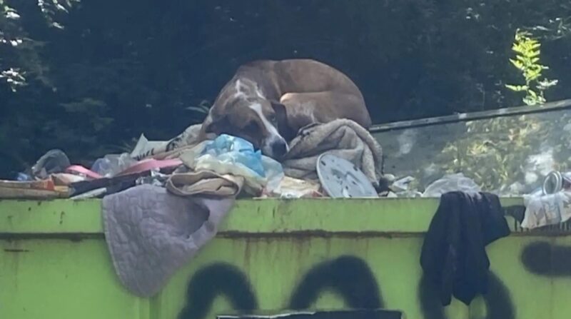 Ce chien a été jeté dans une benne à ordures après avoir uriné à la maison, son histoire est sur le point de prendre une autre tournure