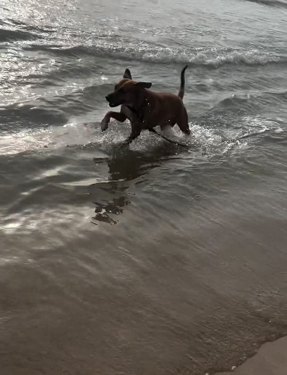 Un chien, abandonné sur la plage, se transforme en gardien de tortue