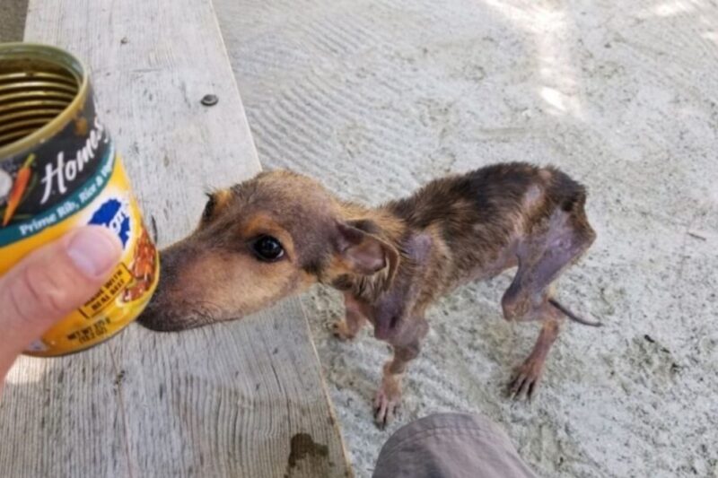 Un jeune photographe révèle un chien à bout de souffle, seul sur une île isolée, et lui sauve la vie