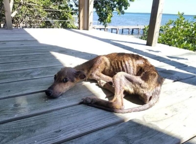 Un jeune photographe révèle un chien à bout de souffle, seul sur une île isolée, et lui sauve la vie