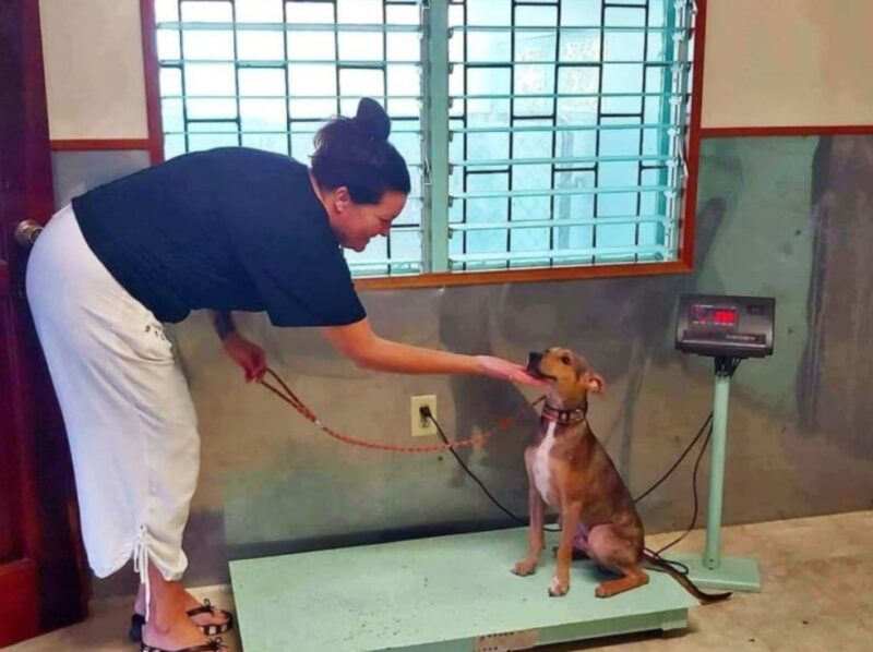 Un jeune photographe révèle un chien à bout de souffle, seul sur une île isolée, et lui sauve la vie