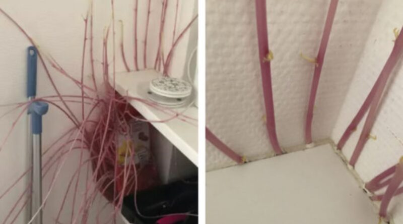 Une jeune fille rentre chez elle et découvre qu'une pomme de terre mutante a envahi son appartement