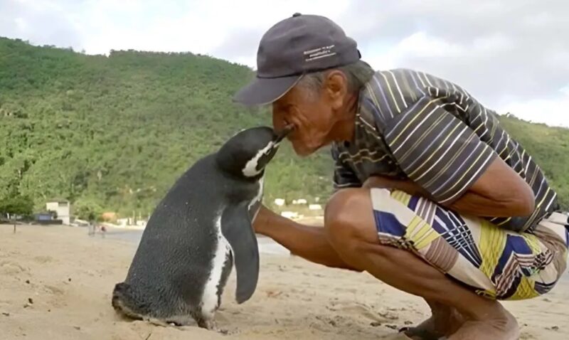 Un pingouin effectue chaque année un trajet de 8 000 km pour remercier l'homme qui l'a sauvé et soigné