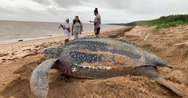La plus grande des tortues marines sort de l'océan pour "saluer les gens"