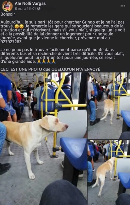 Un chien égaré monte chaque jour dans le bus à la recherche de son maître "Aidons-le à retrouver son propriétaire"