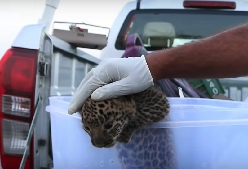 Vidéo : les retrouvailles touchantes d'une maman léopard et de son petit en pleine jungle