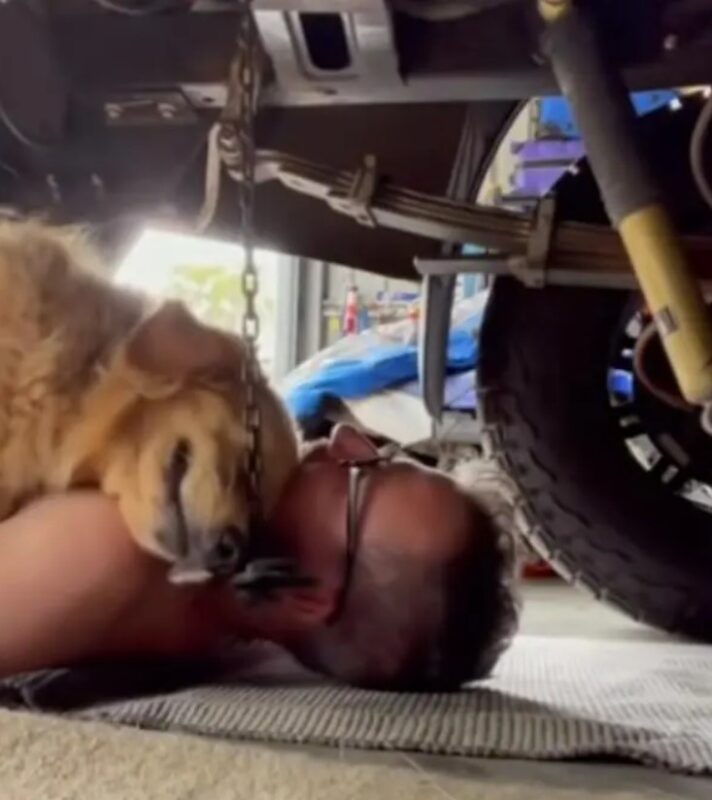 Un chien se glisse sous le véhicule de son propriétaire garagiste pour le caresser durant son travail