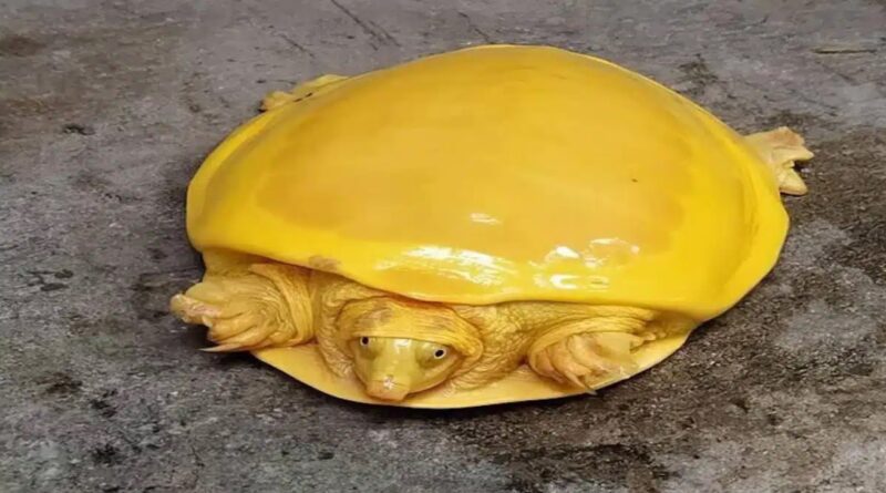 Une espèce rare de tortue à carapace jaune d'or a stupéfié le monde entier