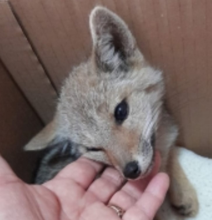 En rentrant chez elle, elle trouve un petit renard dormant paisiblement dans sa chambre, chose incroyable