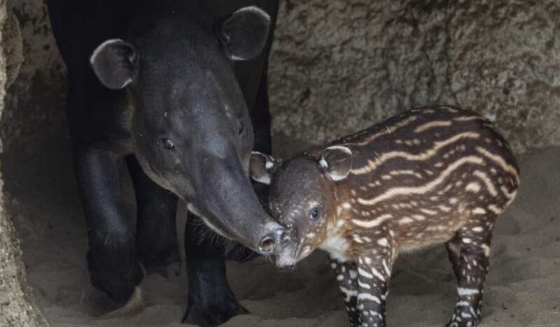 Un tapir a mis au monde un mignon bébé au zoo: le sourire du petit ravit les visiteurs
