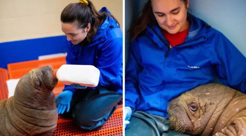 Les sauveteurs s'associent pour sauver un bébé morse orphelin dans un effort sans précédent