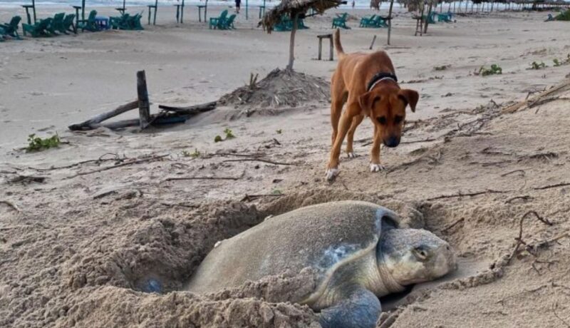 Un chien, abandonné sur la plage, se transforme en gardien de tortue