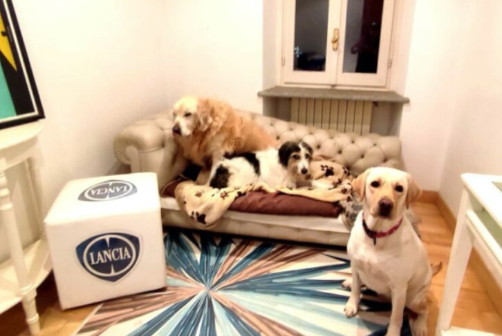 Homeless Not Dogless : la solidarité a quatre pattes à Turin