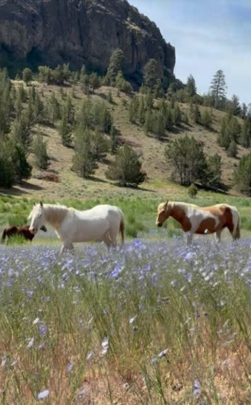 Une dame a installé un sanctuaire pour que les chevaux sauvages ne soient pas séparés de leur famille