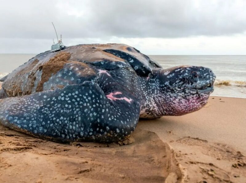 La plus grande des tortues marines sort de l'océan pour "saluer les gens"