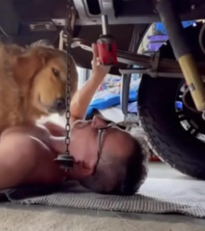 Un chien se glisse sous le véhicule de son propriétaire garagiste pour le caresser durant son travail