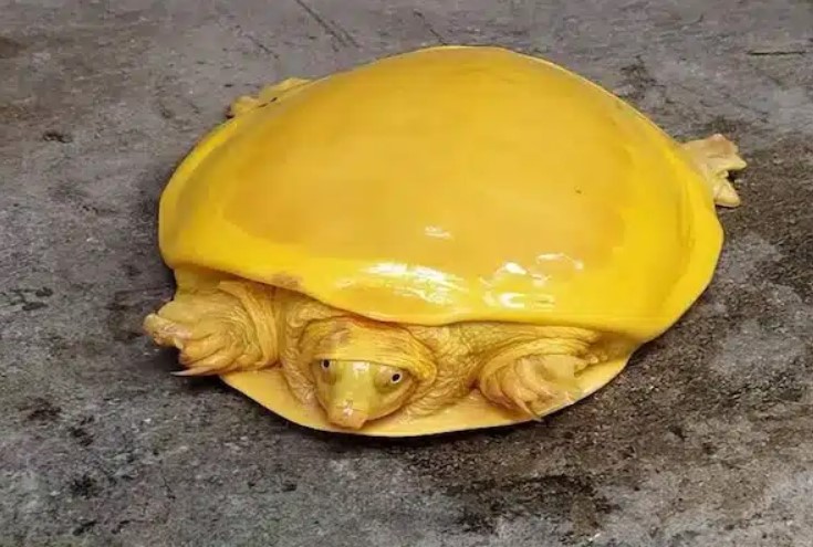 Une espèce rare de tortue à carapace jaune d'or a stupéfié le monde entier