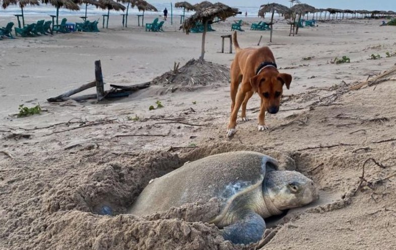 Un chien, abandonné sur la plage, se transforme en gardien de tortue