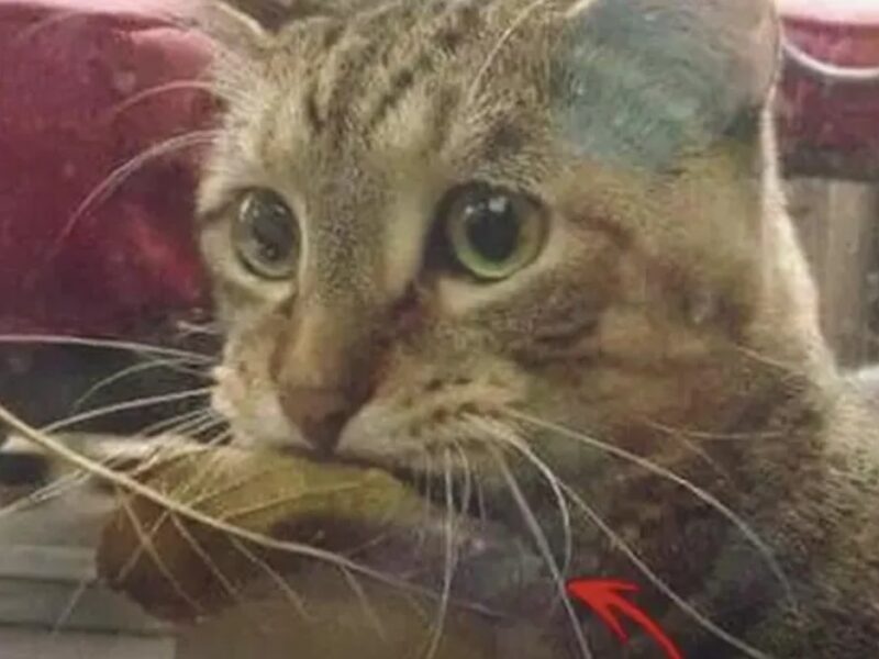 Un chat apporte une feuille d'arbre au poissonnier comme paiement et le marchand de poisson lui offre généreusement un morceau de poisson