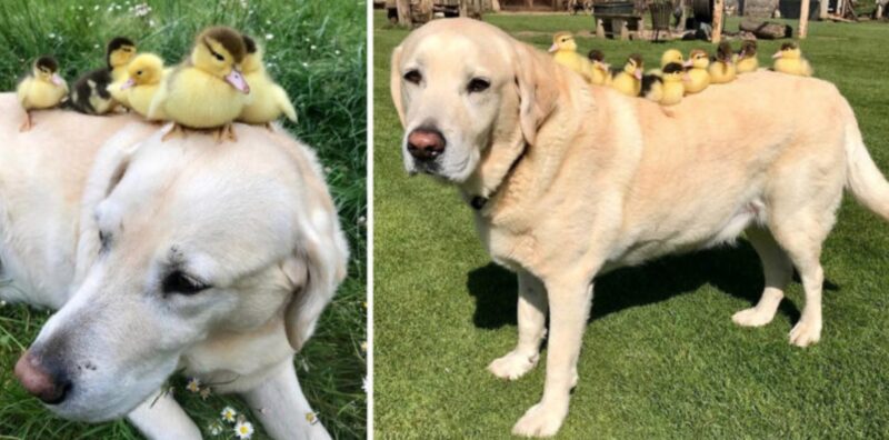 Ce Labrador âgé de 10 ans est devenu le papa de neuf canetons orphelins, auxquels il a offert ses soins et son affection