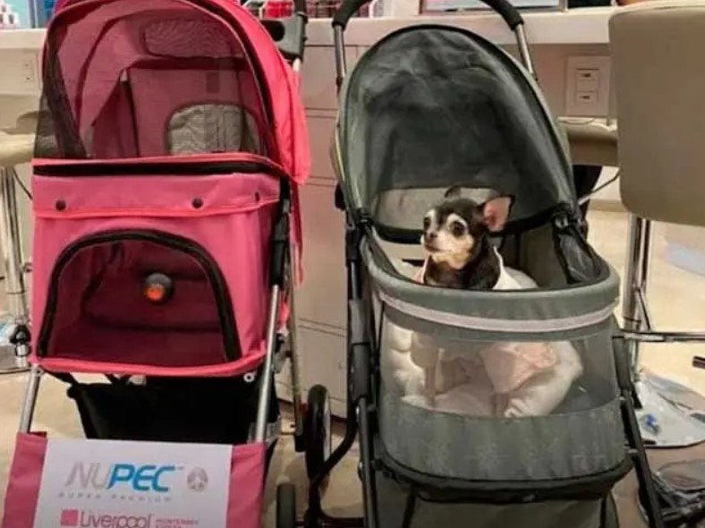 Un supermarché met à notre disposition des poussettes afin que les maîtres de chiens soient en mesure de faire leurs achats avec leur animal de compagnie