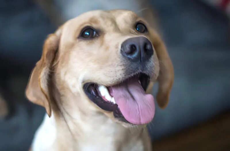 L'homme qui a tiré 4 millions de dollars de la loterie a voulu donner une partie de son argent à des chiens nécessiteux