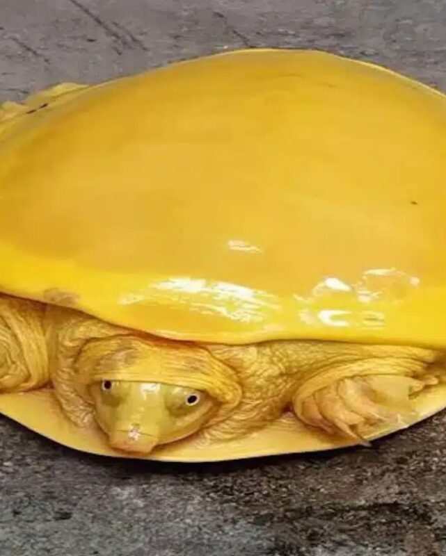 Une espèce rare de tortue à carapace jaune d'or a stupéfié le monde entier