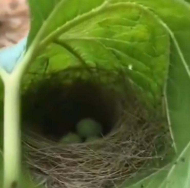 Il trouve un nid d'oiseau dans un endroit totalement inattendu et incroyable, une prouesse architecturale rare et fascinante