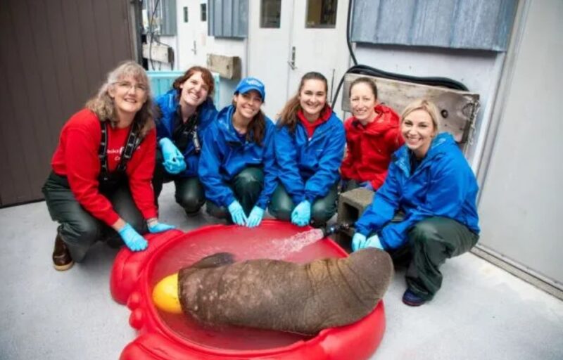 Les sauveteurs s'associent pour sauver un bébé morse orphelin dans un effort sans précédent