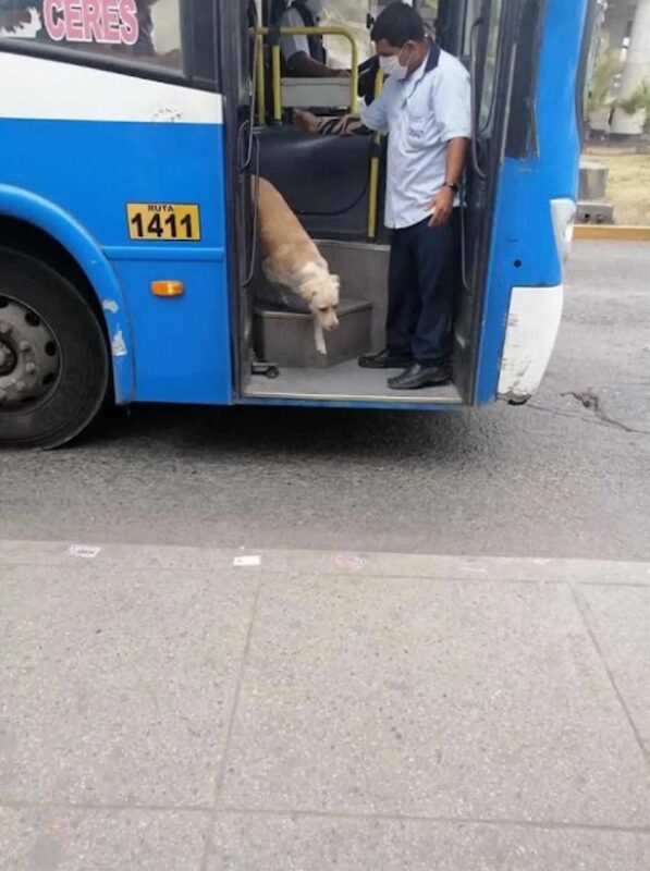 Un chien égaré monte chaque jour dans le bus à la recherche de son maître "Aidons-le à retrouver son propriétaire"