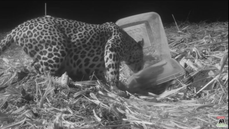 Vidéo : les retrouvailles touchantes d'une maman léopard et de son petit en pleine jungle