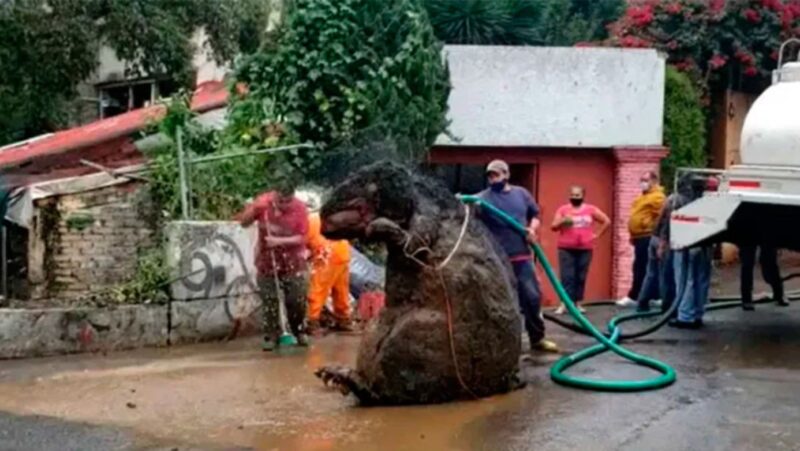 Un rat gigantesque a été découvert dans les réseaux d'égouts de la métropole mexicaine