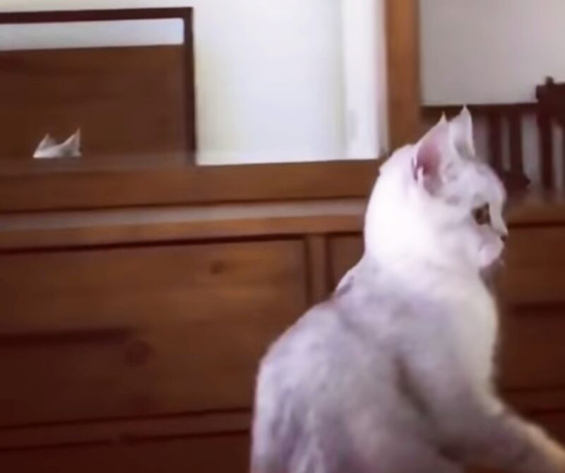 La réaction hilarante d'un chat à la vue de ses oreilles dans le miroir devient virale
