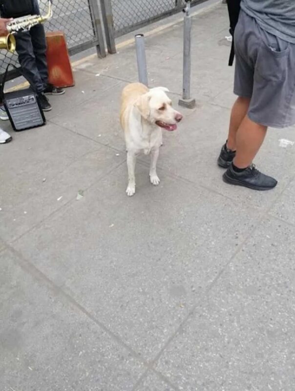 Un chien égaré monte chaque jour dans le bus à la recherche de son maître "Aidons-le à retrouver son propriétaire"