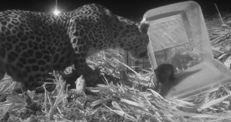 Vidéo : les retrouvailles touchantes d'une maman léopard et de son petit en pleine jungle