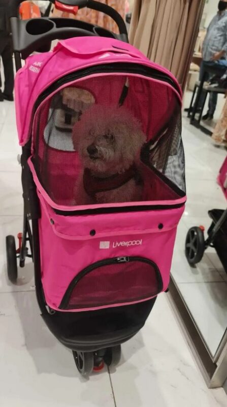 Un supermarché met à notre disposition des poussettes afin que les maîtres de chiens soient en mesure de faire leurs achats avec leur animal de compagnie