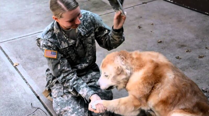 Une vieille chienne commence à fondre en larmes lorsqu'elle voit sa meilleure amie rentrer de l'armée