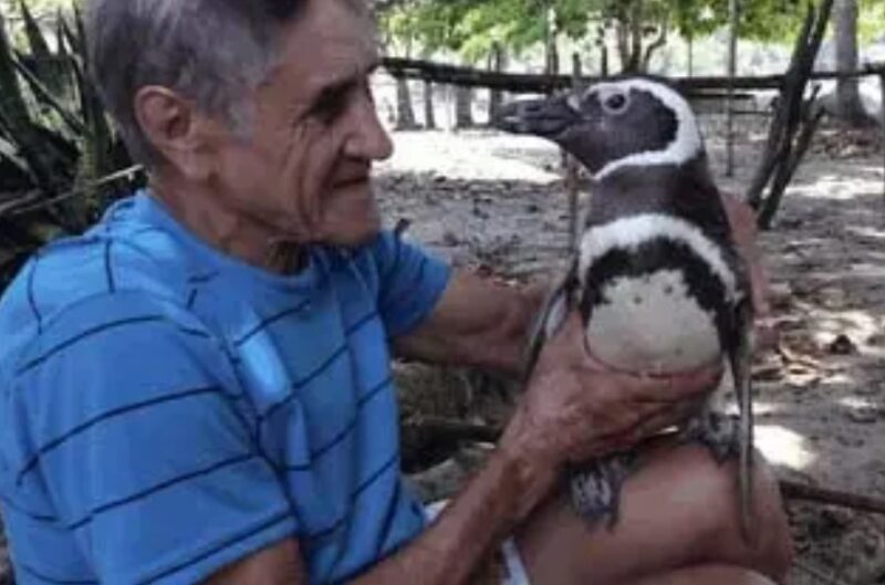 Un pingouin effectue chaque année un trajet de 8 000 km pour remercier l'homme qui l'a sauvé et soigné