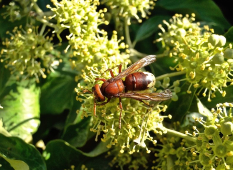 Attention : l'insecte le plus dangereux du monde a fait son apparition